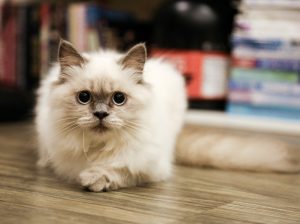 Persian Cat