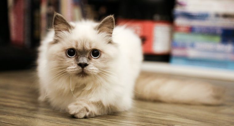 Persian Cat