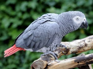 African Grey Parrot