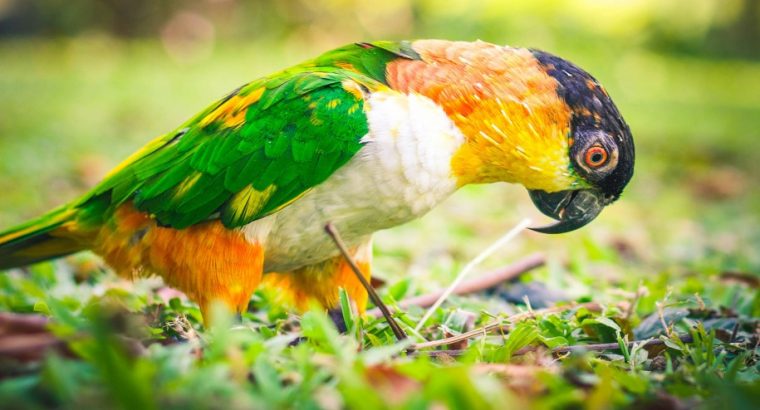 Caique Parrot