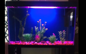 Fish tank ( Aquarium)