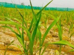 Zontia Groups நிறுவனம்  பெருமையுடன் வழங்கும் பசுமை இந்தியா பண்ணை நிலம்.