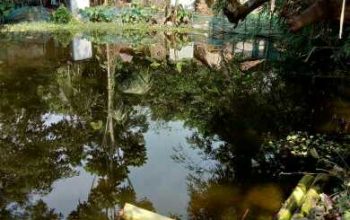 12kattha big pond sell only RS 18 lac