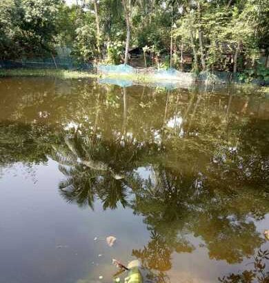 12kattha big pond sell only RS 18 lac