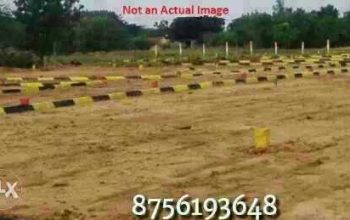 shine city 9517005957