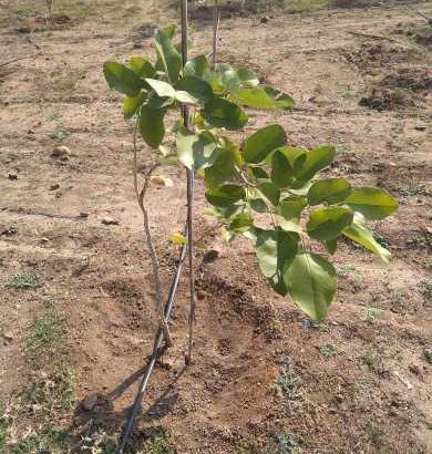 Red sandalwood Farm land near yadagiri guta
