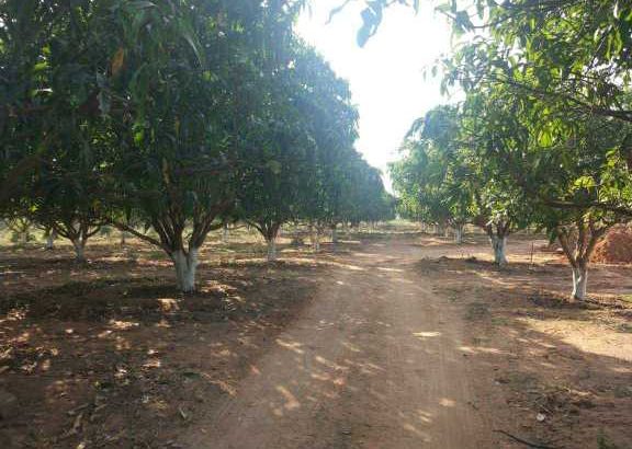 “SPACE VISION GREEN ACRES” FARM LAND — 1599/-  Per Sq Yd. in Hyderabad