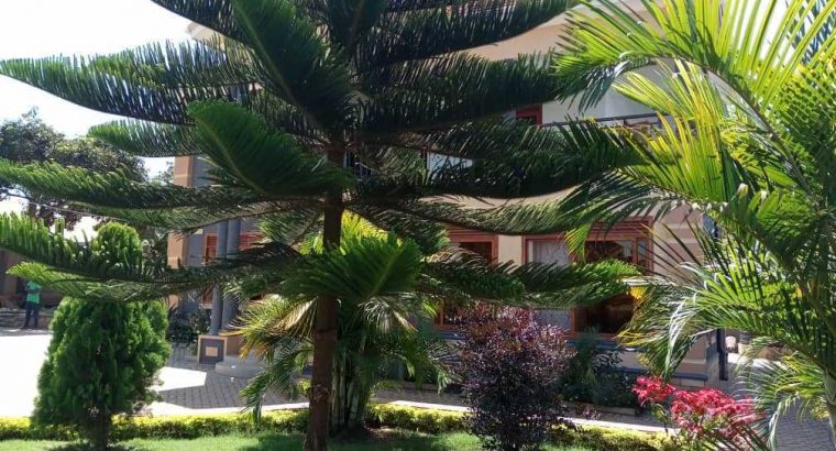 5bedroomed house on sale only $200,000 USD Cash seated on 25decimals Uganda Kampala kira check google map