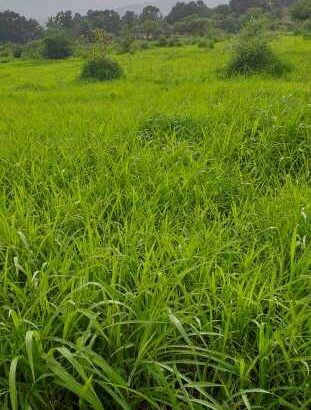 300 acrs land free zone 7 12  rs180000000