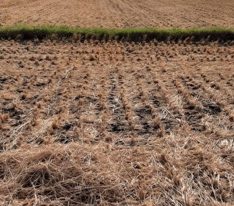 agricultural land for sale