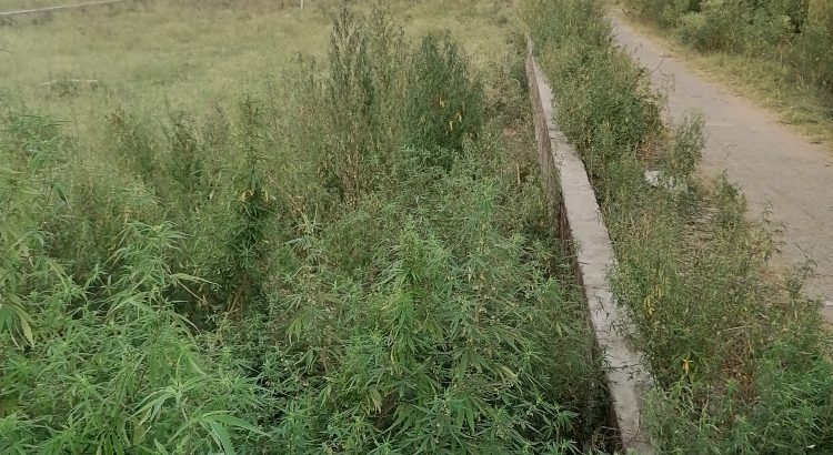 6 marla plot 55 fit front