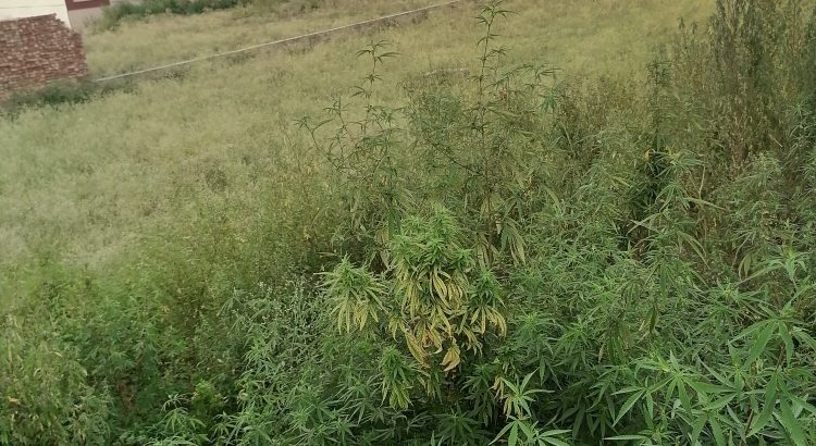 6 marla plot 55 fit front