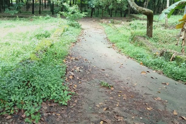 mangattukadavu – thaivila road