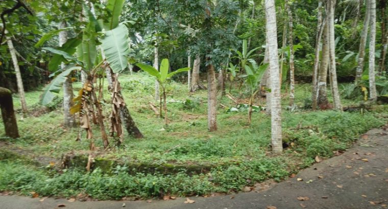 mangattukadavu – thaivila road