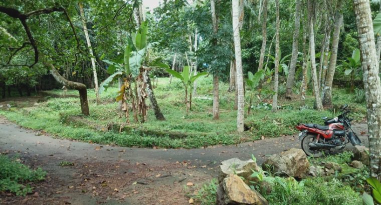 mangattukadavu – thaivila road