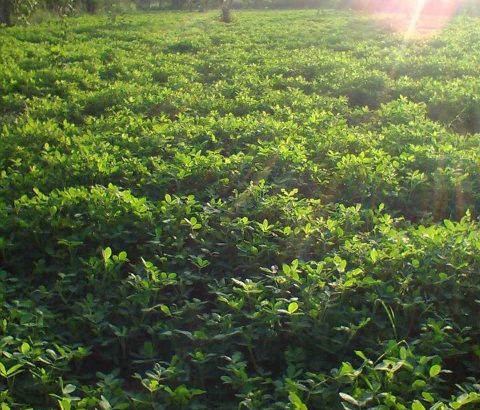 general ka faram house