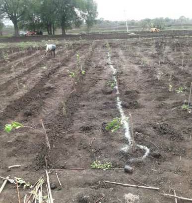 Farm land *Besides River*