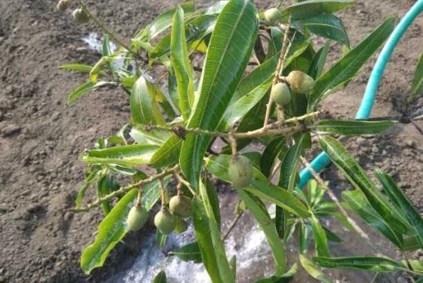 Farm land available for sale in GST road ongur