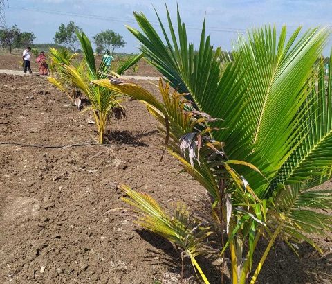 Farm land available for sale in GST road ongur