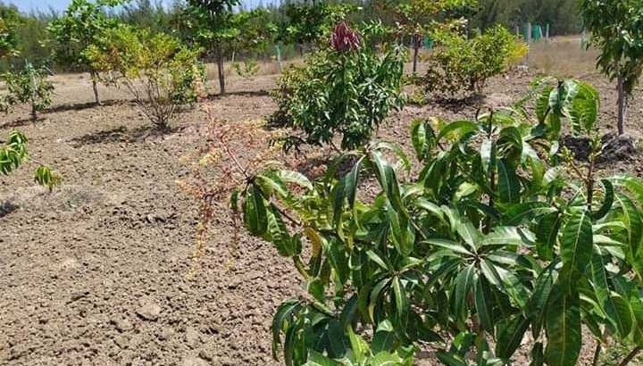 Farm land available for sale in GST road ongur