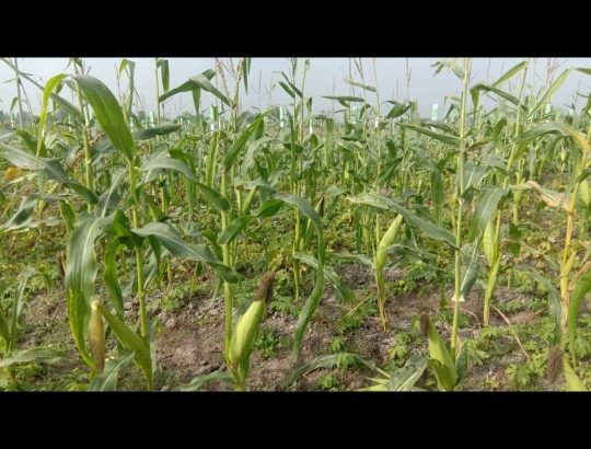 farmland  Uthermerru