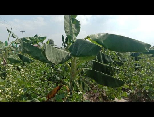 farmland  Uthermerru