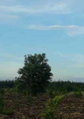 Farm land available for sale in GST road ongur