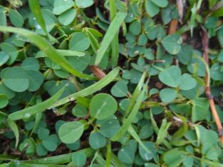 2bigha ka plot hai Bihar SH1 pe