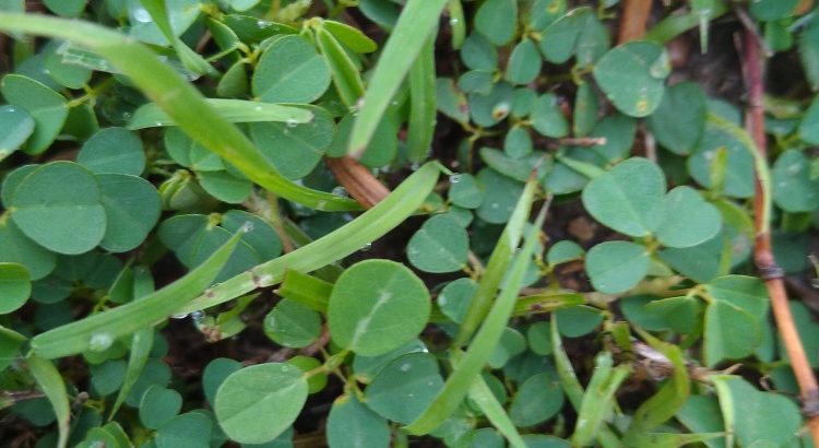 2bigha ka plot hai Bihar SH1 pe