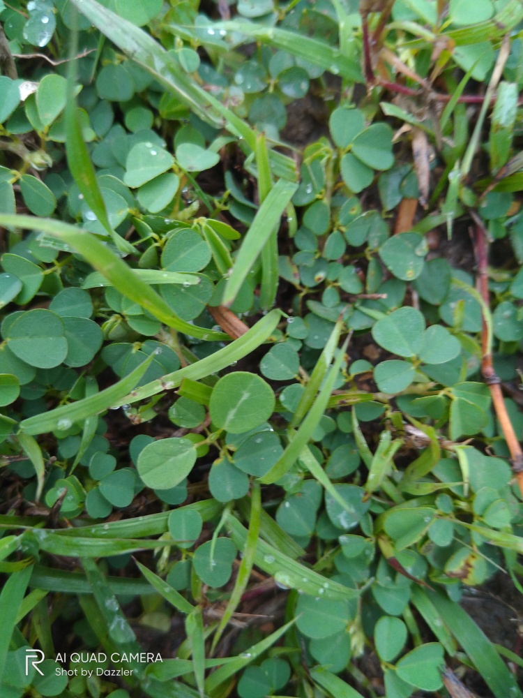 2bigha ka plot hai Bihar SH1 pe