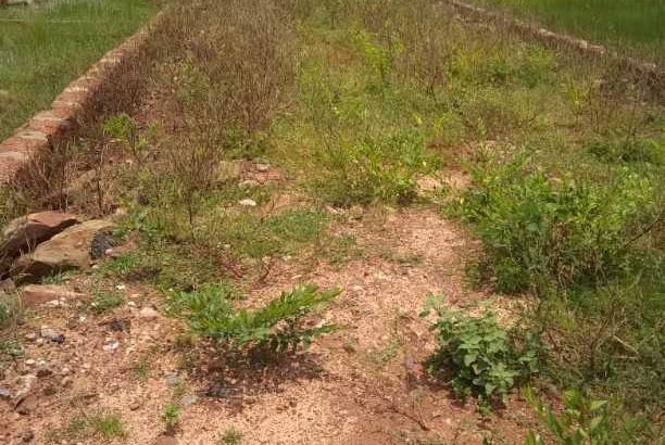 litigation free home state lands are available in pocket assistance peice