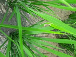 Agriculture Land &plots Available for sell