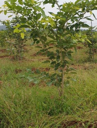 red sandal farrm lands