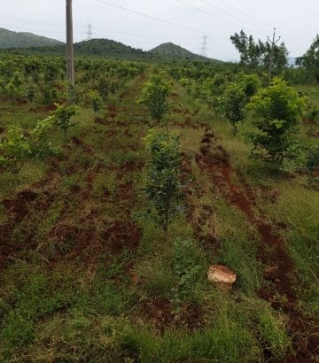 red sandal farrm lands