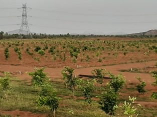 red sandal farrm lands