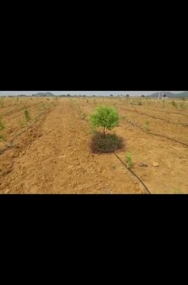 farm land near Mahbubnagar jadcherla hyderabad to banglore highway vemula Dasaripalli