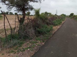 agriculture land sell on road 15 bigha