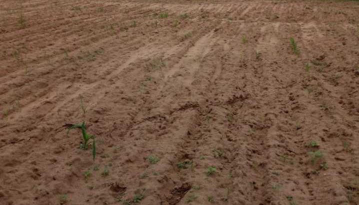 agriculture land sell on road 15 bigha