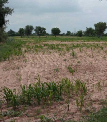 agriculture land sell on road 15 bigha