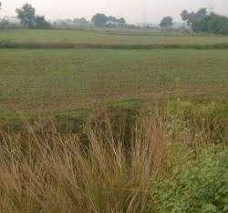8 acre plot bechna hai