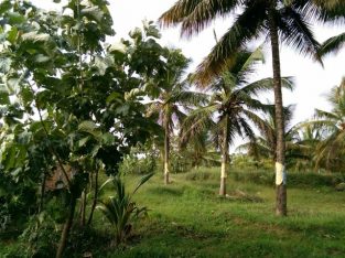 coconut farm
