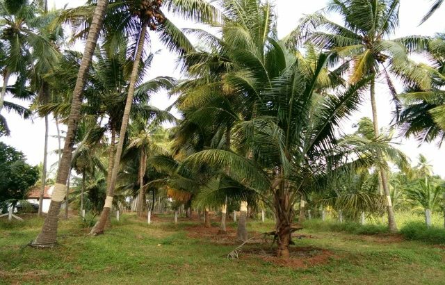 coconut farm