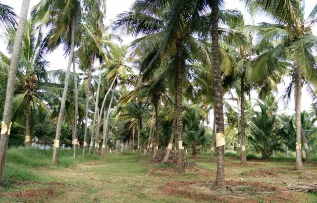 coconut farm