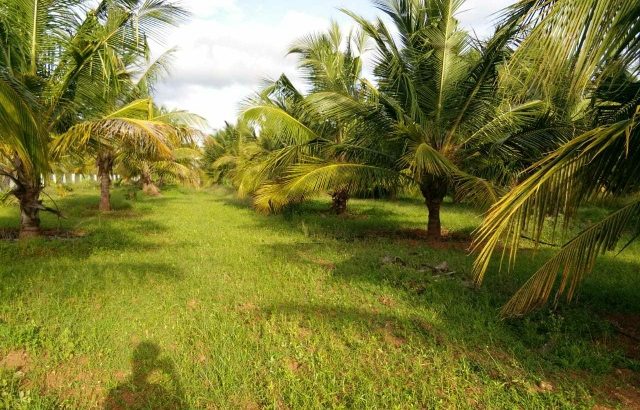 coconut farm