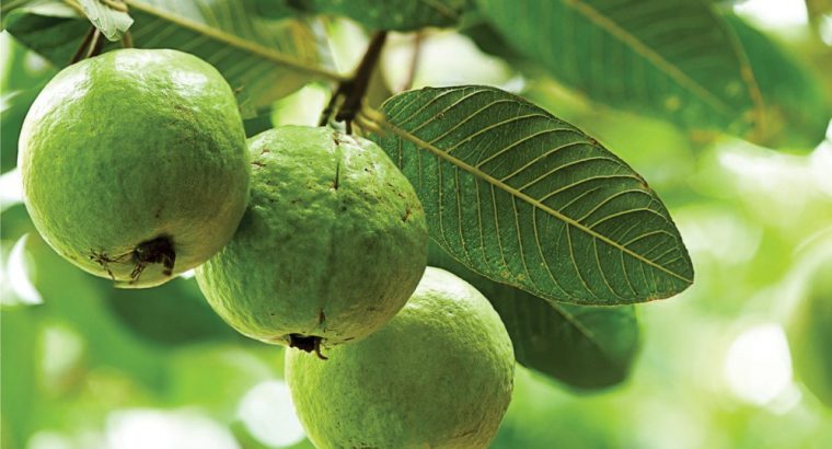 605sqyds famland Just 4.44lacs only @Narayankhed