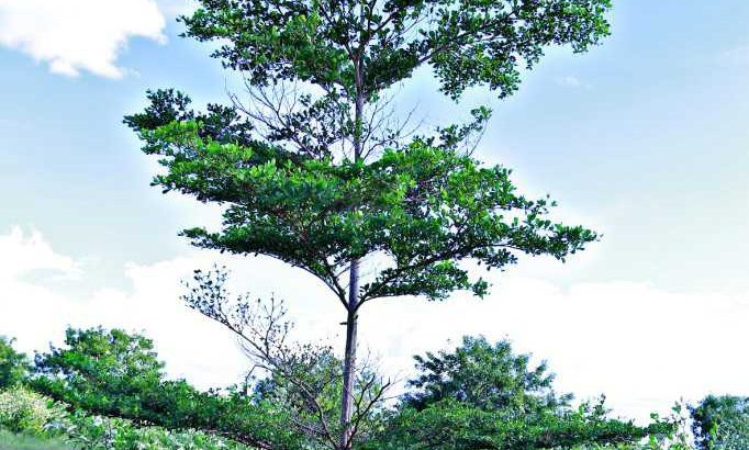 Farmland at affordable prices… Plantation already started… Little investment and good returns