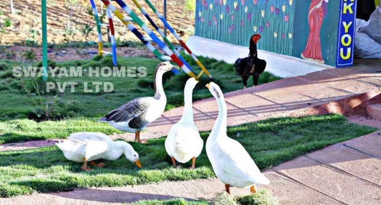 Farmland at affordable prices… Plantation already started… Little investment and good returns