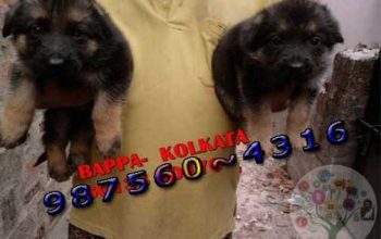 Show Quality GERMAN SHEPHERD Dogs and puppies for sale At KOLKATA