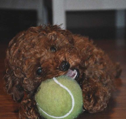 poodle