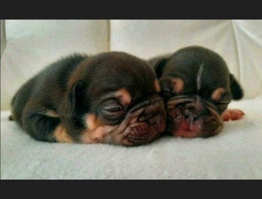 french bulledog